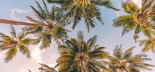 Copia lo spazio delle palme tropicali con la luce del tramonto sullo sfondo del cielo. Spiaggia dell'isola tropicale