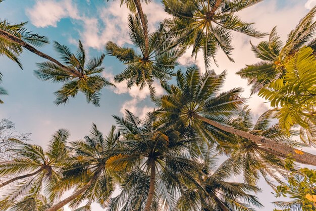 Copia lo spazio delle palme tropicali con la luce del tramonto sullo sfondo del cielo. Spiaggia dell'isola tropicale