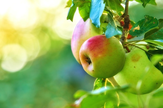 Copia spazio con mele fresche che crescono su un albero per il raccolto in un frutteto in una giornata di sole all'aperto con sfondo bokeh Primo piano di frutta matura succosa e dolce coltivata in una piantagione biologica