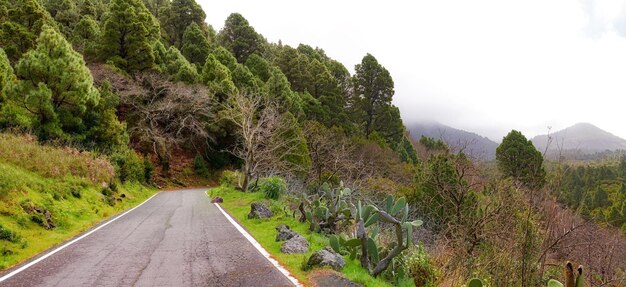 Copia spazio con un passo di montagna panoramico lungo una scogliera a La Palma Isole Canarie Spagna in una fredda mattina nuvolosa e nebbiosa Tranquillo paesaggio tranquillo e lussureggiante da esplorare durante un viaggio su strada
