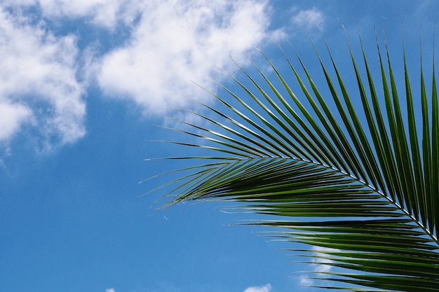 copia spazio, foglia di cocco e cielo blu.