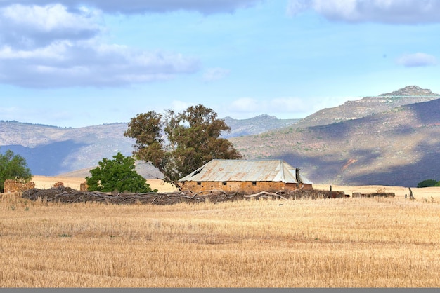 Copiare lo spazio con un edificio abbandonato su un campo di grano su uno sfondo di cielo blu nuvoloso Grano coltivato per il raccolto in una fattoria rurale nella pittoresca campagna di Western Cape Sud Africa