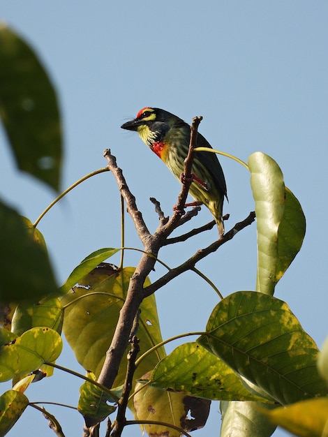 Coppersmith Barbet Annuncio del territorio dalla cima dell'albero