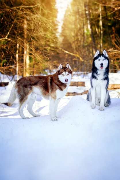 Coppia carina di cani husky siberiani in una soleggiata foresta invernale