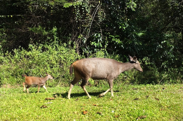 Coppia cervi nel parco nazionale di Khao Yai, Thailandia