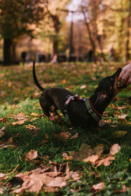 Coppia che gioca con il cane nel parco