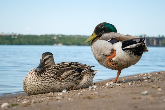 Coppia di anatre domestiche sulla riva sabbiosa del fiume