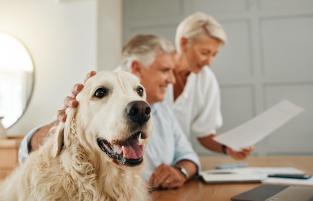 Coppia di anziani anziani e cane da compagnia di persone in una casa guardando contratti e documenti Felicità di un uomo donna e animale in pensione guardando documenti o documenti di polizza assicurativa sulla vita