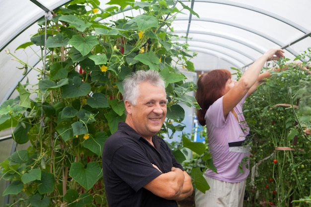 Coppia di anziani lavora in serra Pensionati in campagna lega pomodori