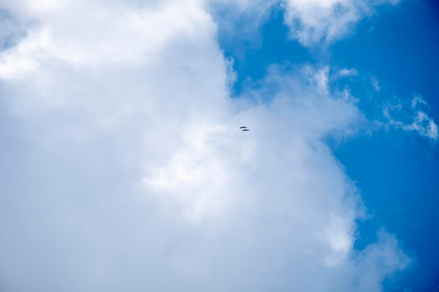 Coppia di avvoltoi che volteggiano sotto un cielo azzurro intenso