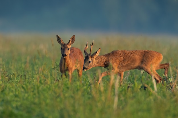 Coppia di capriolo annusando sul campo nella natura estiva.