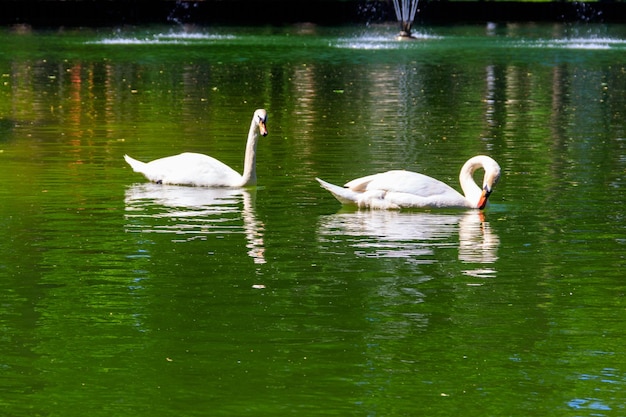 Coppia di cigni bianchi che nuotano sul lago