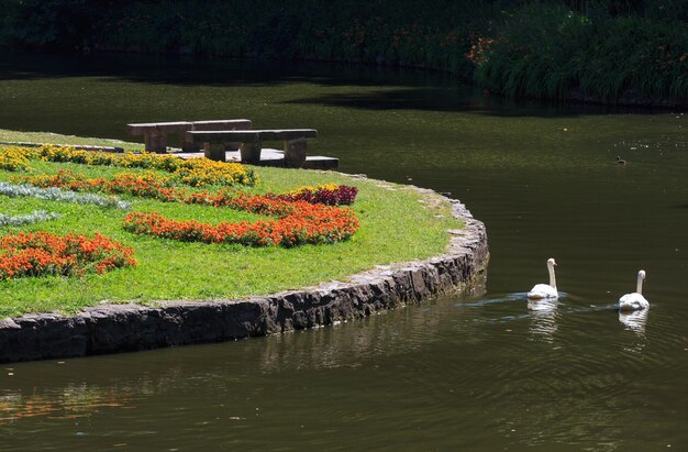 Coppia di cigni su panchine di pietra del lago e aiuola sul prato