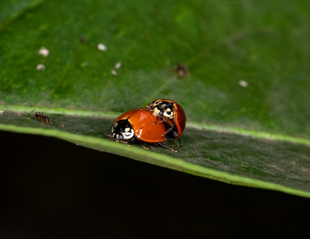 Coppia di coccinelle che si accoppiano su una foglia di un albero di limone..