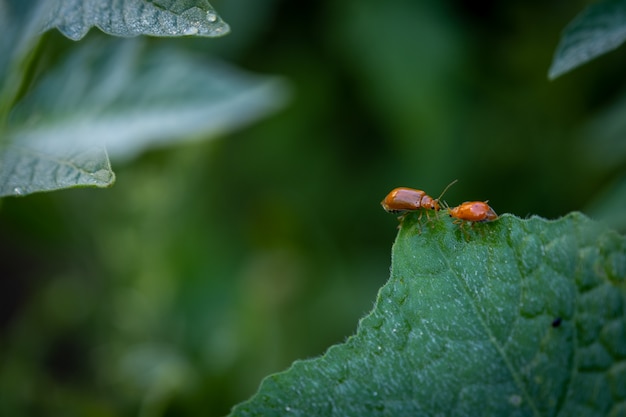 Coppia di coccinelle su foglie di zucca