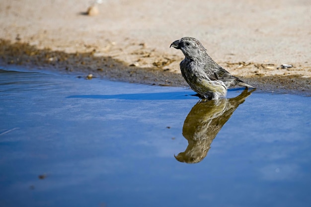 Coppia di crociere o loxia curvirostra appollaiata su un ramoscello