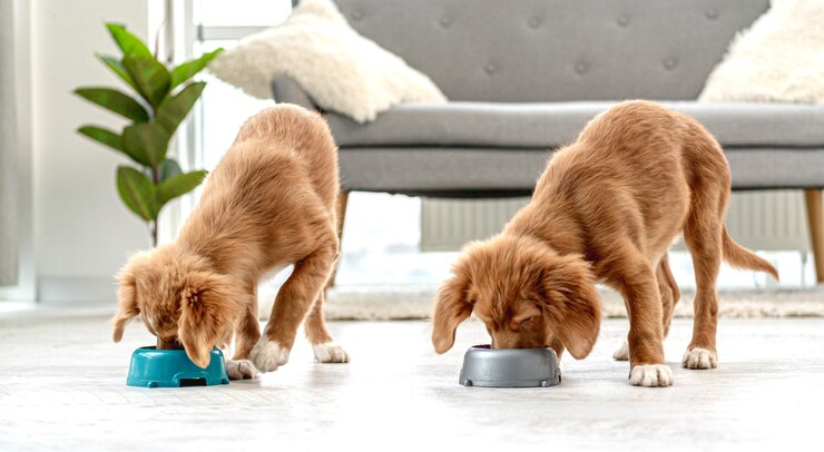 Foto coppia di cuccioli di toller mangiare da ciotole sul pavimento a casa