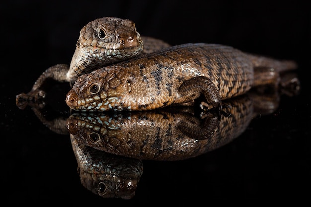 Coppia di Cunningham skinks Egernia cunninghami skink specie Australia