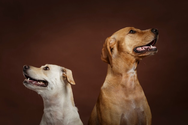 Coppia di due cani espressivi in posa in studio su sfondo marrone