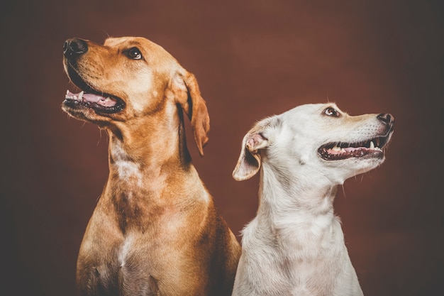 Coppia di due cani espressivi in posa in studio su sfondo marrone