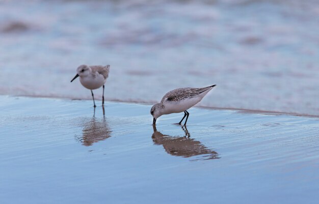 Coppia di Dunlin in spiaggia Saler