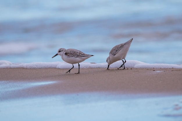 Coppia di Dunlin in spiaggia Saler