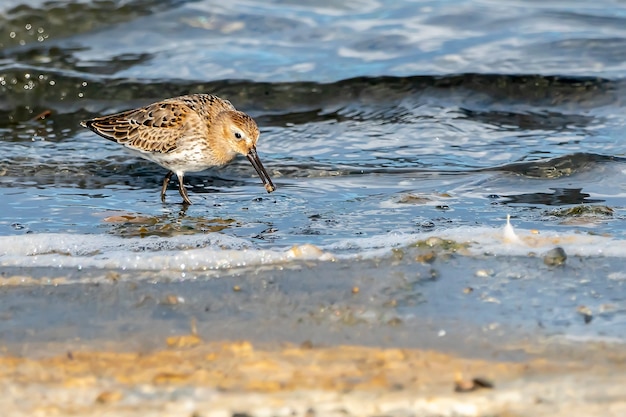 Coppia di dunlin nel parco naturale dell'Albufera di Valencia