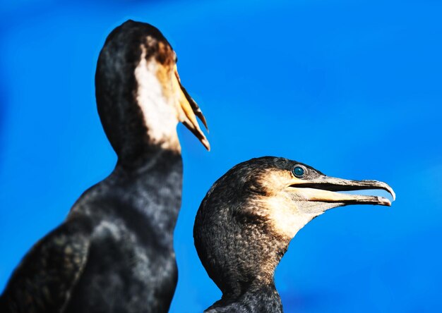 Coppia di famiglia di cormorani su uno sfondo di cielo blu