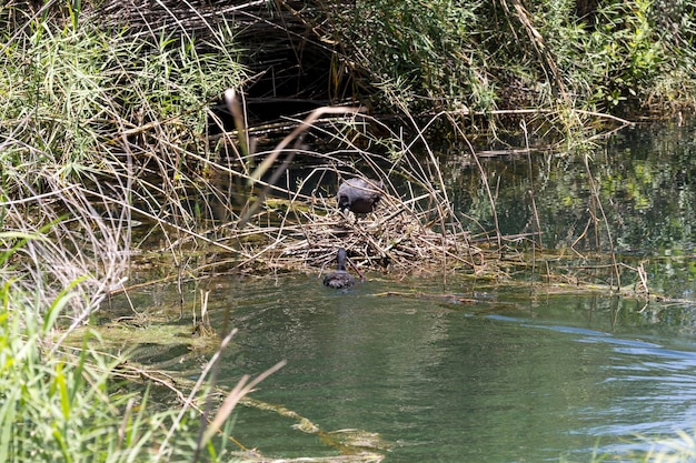 Coppia di folaghe Fulica atra stanno costruendo un nido sul lago