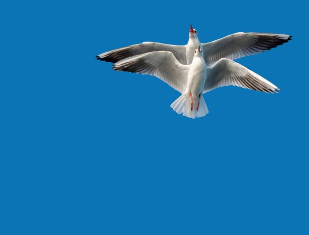 Coppia di gabbiani che volano in blu un cielo