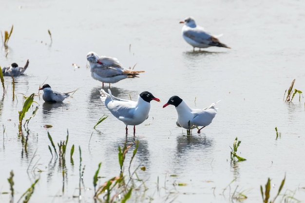 Coppia di gabbiani mediterranei che galleggiano sull'acqua