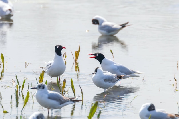 Coppia di gabbiani mediterranei che galleggiano sull'acqua