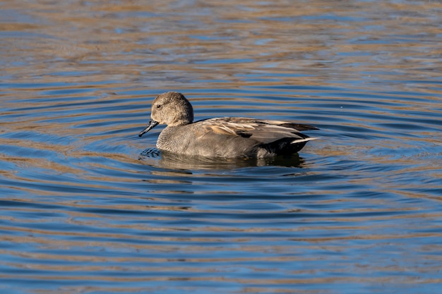 Coppia di gadwalls all'alba nel Parco Naturale delle Paludi di Ampurdan.