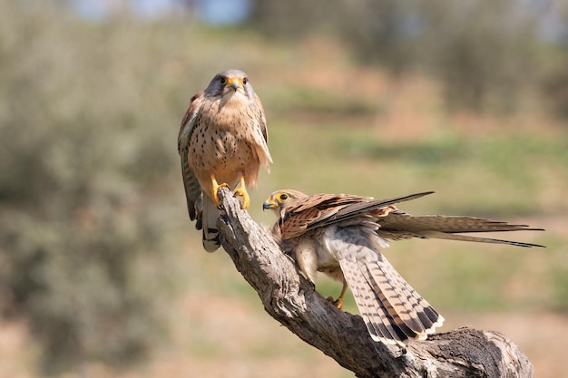 Coppia di gheppi Falco tinnunculus appollaiati su un ramo