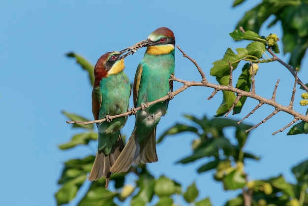 Coppia di Gruccioni Europei (Merops Apiaster)