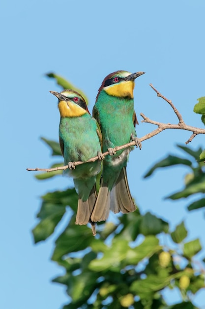 Coppia di Gruccioni Europei (Merops Apiaster)