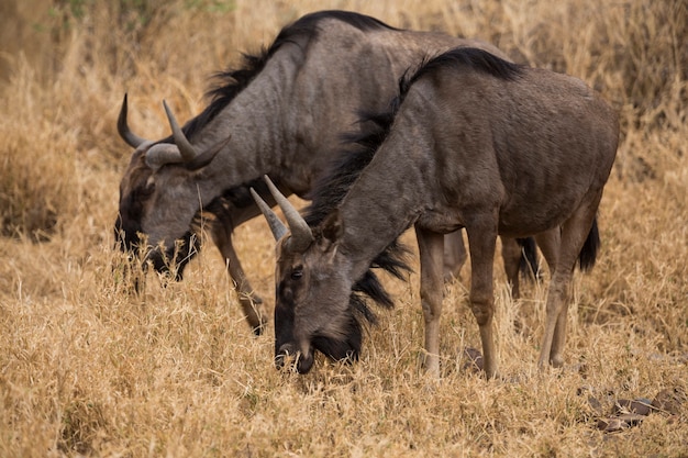 Coppia di Guinus che mangia tra i cespugli. Sud Africa.