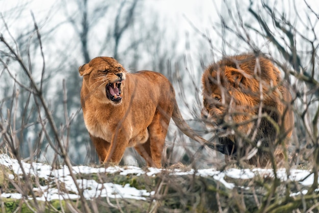 Coppia di leoni selvatici in inverno