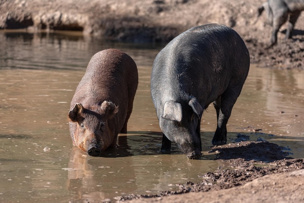 Coppia di maiali iberici che si bagnano nell'acqua