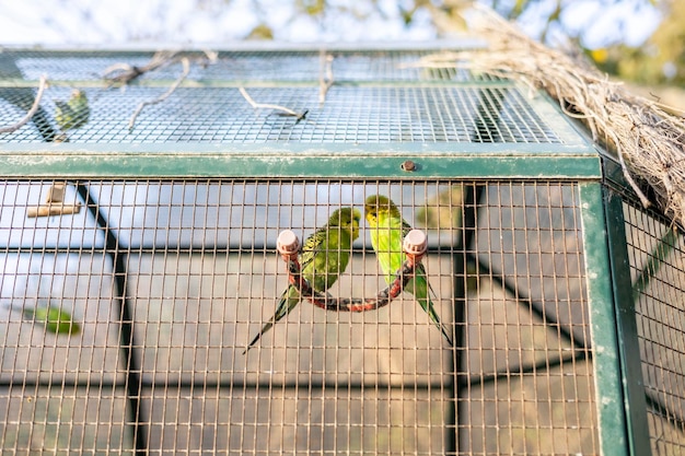 Coppia di pappagalli nella gabbia di un parco di animali Foto di alta qualità