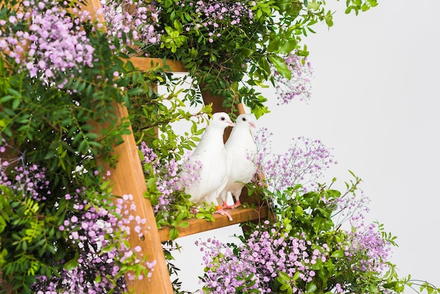 Coppia di piccioni bianchi seduti su una scala a pioli in legno con fiori rosa