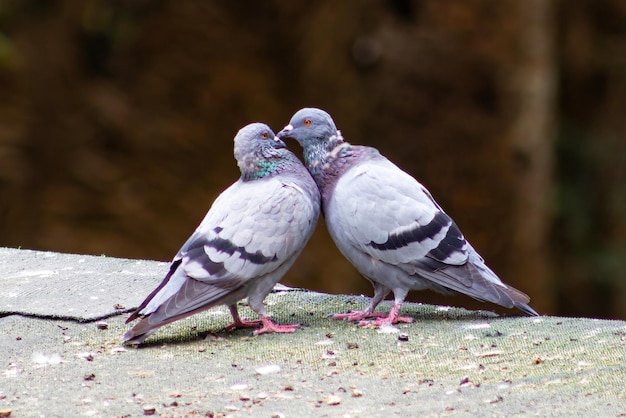 Coppia di piccioni comuni in atteggiamento affettuoso Columba livia
