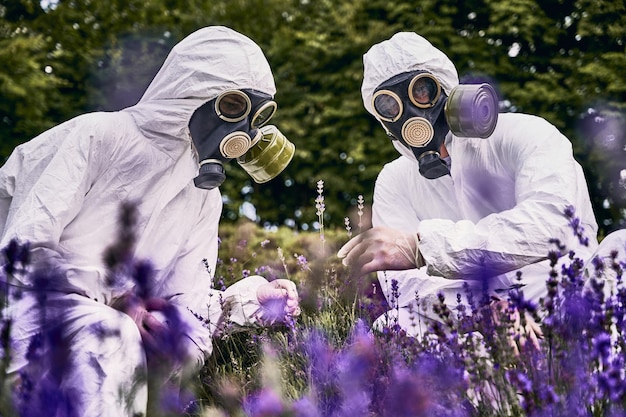 Coppia di scienziati che indossano guanti da tuta bianchi e maschere a gas accovacciati in un campo di lavanda in fiore guardando un bel fiore Fiori viola sfocati in primo piano