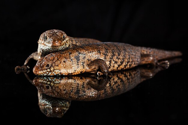 Coppia di scinchi Cunningham Egernia cunninghami, specie di scinchi originaria dell'Australia