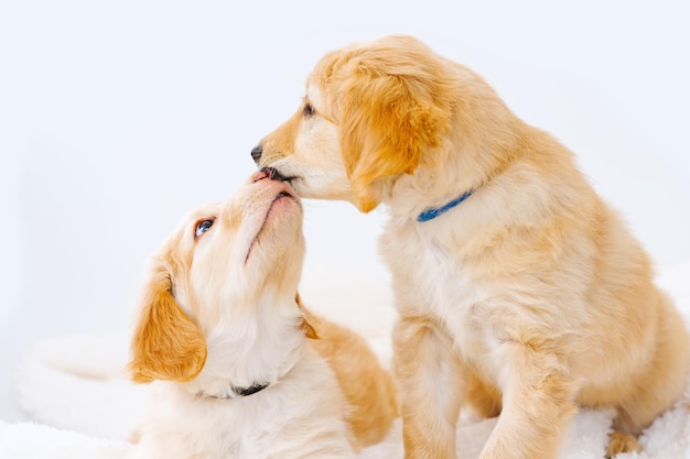 Coppia di simpatici cuccioli giocano tra loro Hovawart alleva un cucciolo carino e divertente