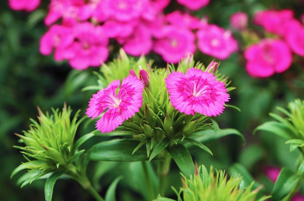 Coppia di splendidi fiori rosa Dianthus Seguieri o Sequier che crescono nel giardino