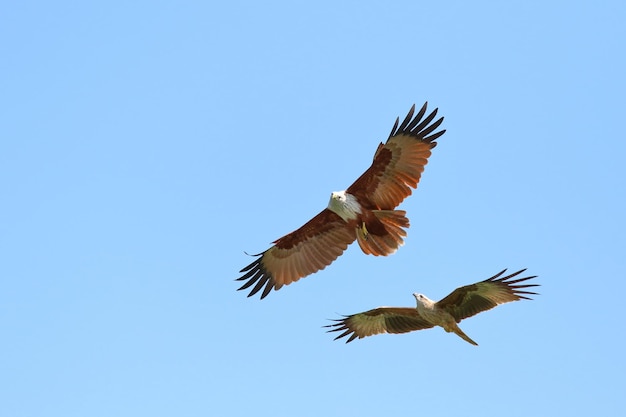 Coppia di uccelli Brahminy aquiloni che volano nel cielo.