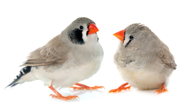 coppia di Zebra finch