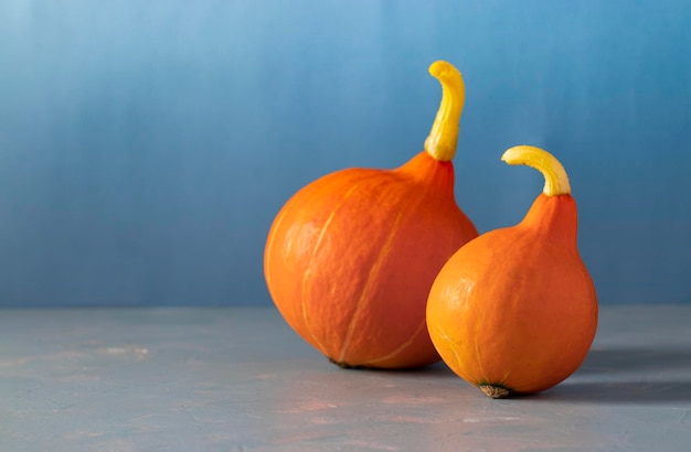 Coppia di zucche butternut luminose su sfondo blu Concetto di incontri per il giorno del Ringraziamento