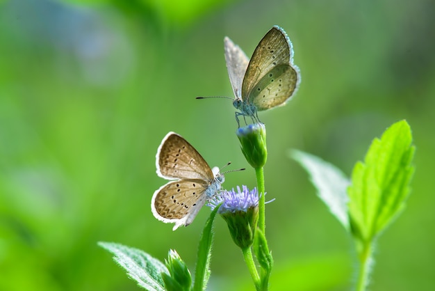 coppia farfalla sul fiore in sfondo verde